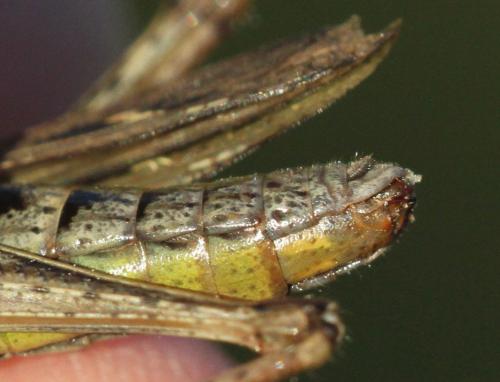 Réf. 194 385 : Chorthippus sp.